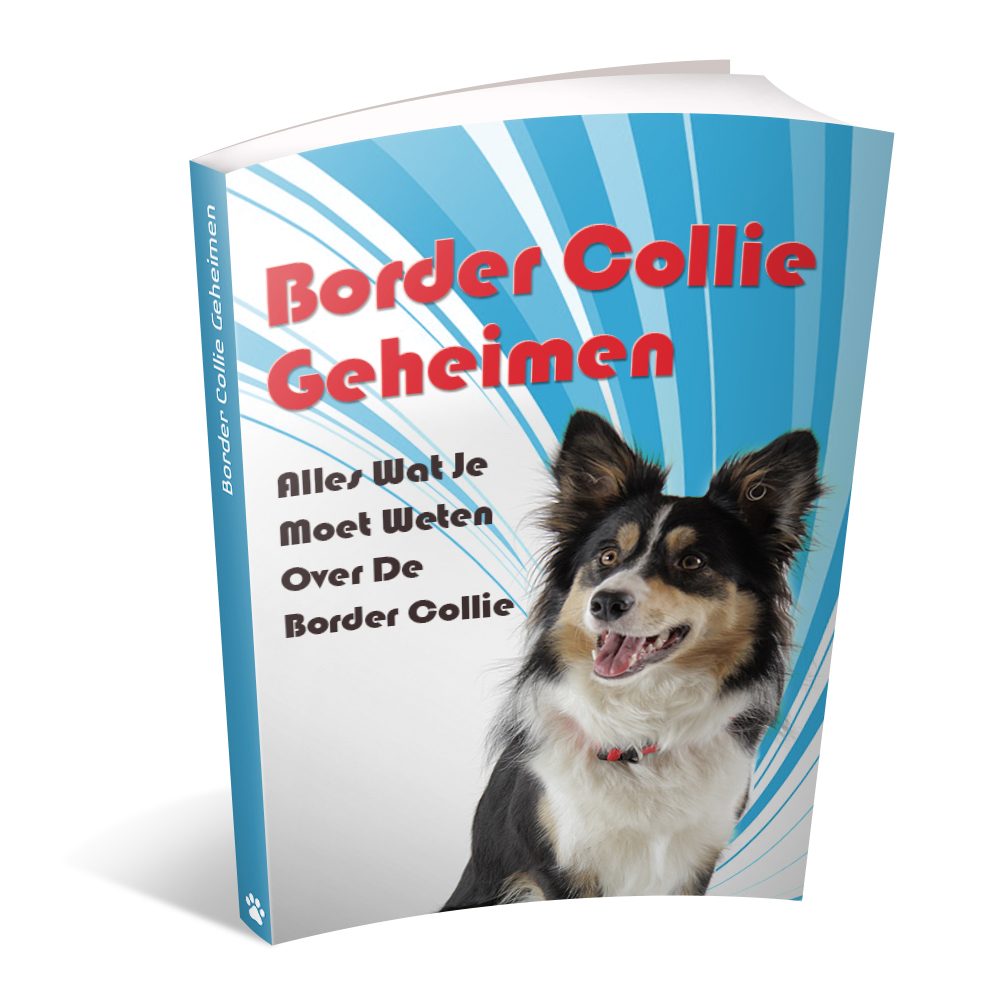 border collie boek