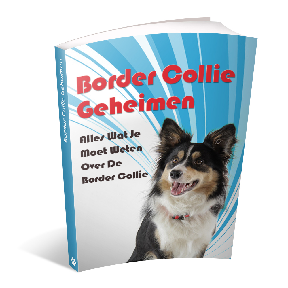 border collie boek