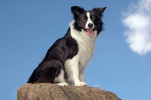 Epilepsie Bij Border Collies Epilepsie Bij Border Collies