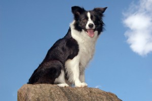 Epilepsie Bij Border Collies