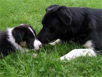 Socialisatie Van Border Collies Socialisatie Van Border Collies