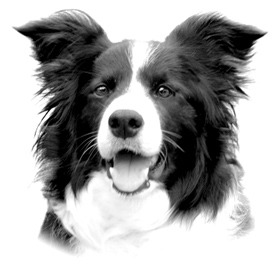 oogproblemen bij Border Collies oogproblemen bij Border Collies