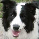Border collie agressie Border collie agressie