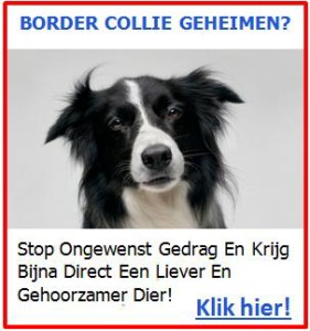 Baner 1 - Border Collie Geheimen