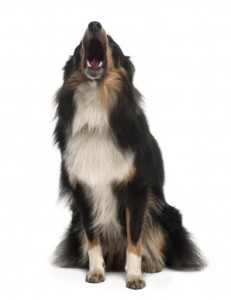 border collie blaft om aandacht border collie blaft om aandacht