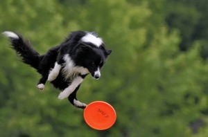 border collie frisbee pakken