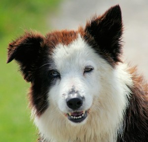 border collie kalmeren border collie kalmeren