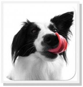 border collie likken border collie likken