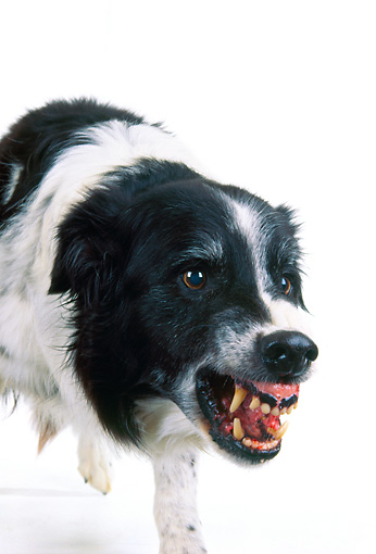 Border Collie Gromt Border Collie Gromt