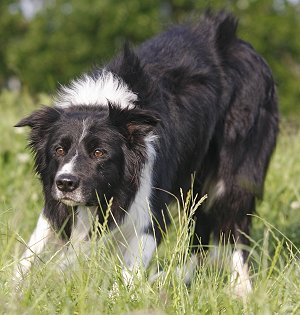 border collie kopen