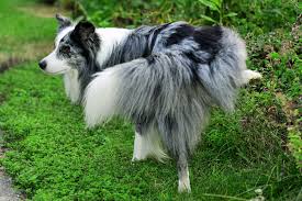 border collie leren plassen border collie leren plassen