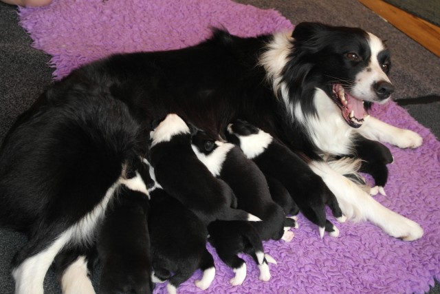 hoe vind je een goede border collie fokker hoe vind je een goede border collie fokker