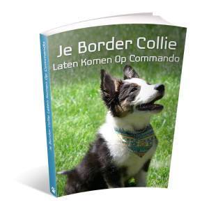 border collie handboek
