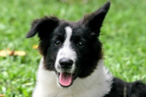 kenmerkn en eigenschappen van de border collie