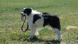 border collie leren loslopen border collie leren loslopen