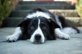 braken - overgeven border collie braken - overgeven border collie